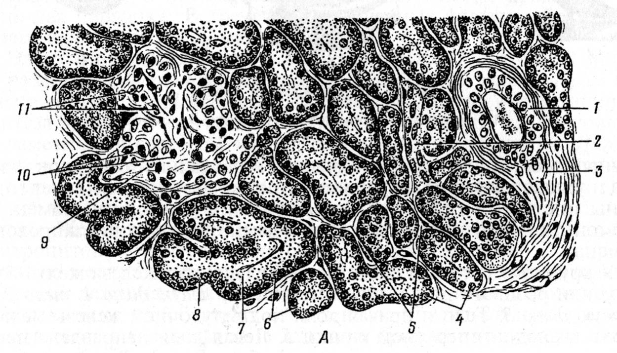 Клетки эпителия протоков. Строение поджелудочной железы гистология препарат. Поджелудочная железа гистология препарат. Гистологическое строение поджелудочной железы гистология. Железы поджелудочной железы гистология.