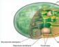 Se llaman cloroplastos.  Cloroplastos.  El papel energético del ATP