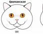 Škotska fold mačka - Scottish Fold: opis pasmine Što bi trebalo upozoriti vlasnike