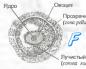 Foliküler hücrelerin fizyolojisi