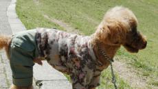 Bir köpek için yazlık elbise nasıl dikilir