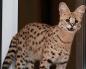 Породи котки, които приличат на леопард: кратко описание Как се казва петниста котка, която прилича на леопард?