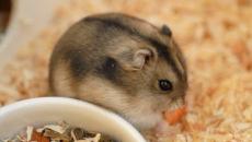 Bir hamster nasıl beslenir: en iyi ipuçları
