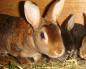 Кокцидиоз у кроликов - действенные методы лечения и профилактики Лечение кокцидиоза у кроликов фуразолидоном