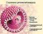 Citomegalovirus: síntomas, causas y tratamiento
