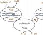 P450 цитохроми Последователност от реакции на хидроксилиране на субстрати с участието на цитохром P450