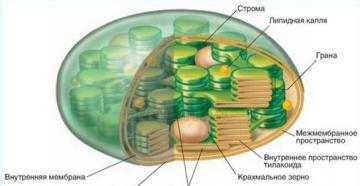 Si chiamano cloroplasti.  Cloroplasti.  Il ruolo energetico dell'ATP