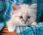 Farklı cinslerden bir yavru kedi bakımı nasıl yapılır - temel bilgiler, beslenme ve hijyen kuralları