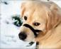 Inflamación de los bronquios o bronquitis en perros: causas y manifestaciones clínicas, reglas y métodos de tratamiento de una mascota.