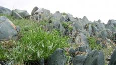Трава тархун — лечебные свойства и противопоказания
