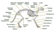 Kedi anatomisi – kedilerin iç organları