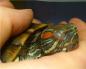 Болести на костенурките: симптоми и лечение Излекувайте сухоземна костенурка у дома