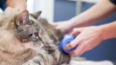 Gatti da toelettatura: come tagliare da soli i peli di un gatto?
