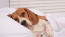 Diarrea in un cane: trattamento a casa