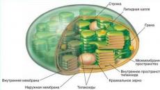 Bunlara kloroplast denir.  Kloroplastlar.  ATP'nin enerjik rolü