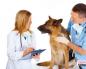 Köpeğinizde kanlı ishal olduğunu fark ederseniz ne yapmalısınız? Köpeğinizde kanlı ishal varsa ne yapmalısınız?