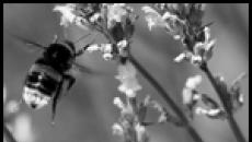 طارت فراشة ودبور ونحلة إلى النافذة - علامات على سبب دخول نحلة كبيرة إلى المنزل