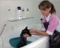 Как да измиете котка Как да изкъпете котка, ако се почеше