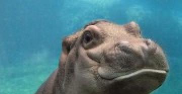 Interpretación de los sueños: soñé con un hipopótamo.