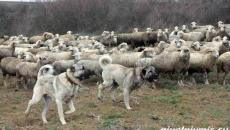 Pasmine pastirskih pasa: imena, opisi, karakteristike Pas koji čuva ovce
