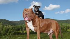 Най-големият питбул в света Най-голямото куче в света Хълк