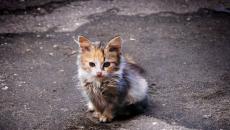Брошенный котенок научился быть осторожным и выживать в городе, прежде чем обрел дом