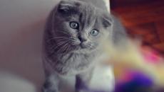 Scottish Fold yavru kedileri: bakım ve karakter