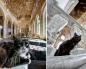 Koliko mačaka živi u Ermitažu