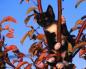 Как снять кошку с дерева: советы, помощь, рекомендации